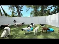 More Outdoor Dog Daycare Fun Dogtopia of Farragut Part 2