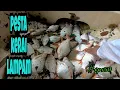 Download Lagu Tahan jaring ikan sungai / hasil padu pesta lampam kerai bonus kelah (#eps50)