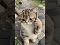 Download Lagu Kitten on the phone 😹😹😹#ringtone #music #smartphone #funny