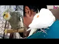 Dandruff in Cockatiels || Things you must know about a cockatiel || Bird Dust