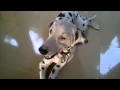 Dalmatian weird ear