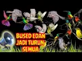 Lagu Suara Pikat Burung Apapun Paling Jahat Paling Dicari 2025