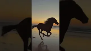 أكرم بمن نال الشهادة  أنشودة بدون موسيقى دندنها