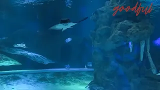 Relaxing Sounds of the Ocean | Goodful