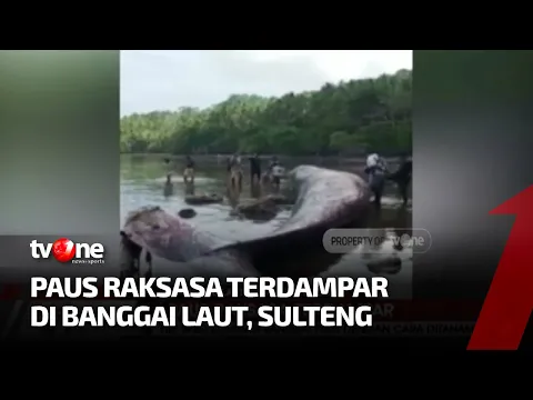 Tim BPBD Evakuasi Bangkai Paus Raksasa di Banggai Laut