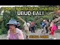 Lagu NGERI! DETIK DETIK POHON RATUSAN TAHUN ROBOH DI UBUD SEMUA PANIK