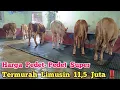 Harga Pedet-Pedet Super Termurah Limusin 11,5 Juta‼️Gratis Ongkir Di Agen Sapi Cak Sutris Wonokerto 