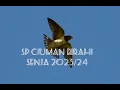 Download Lagu sp ciutan birahi senja 2023/24