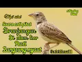 SUARA ASLI PIKAT DAN MASTERAN BURUNG BRANJANGAN DI ALAM LIAR