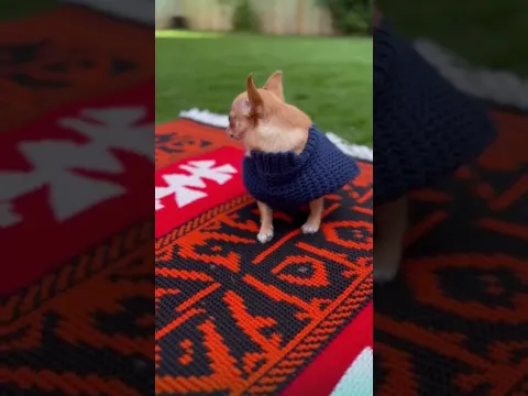 Animals Having Zero Chill… and It’s Hilarious