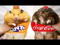 Download Lagu My Top 10 Chonky Hamsters
