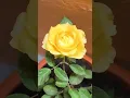 Download Lagu Roja Roja🌸🌺🌻🌹🌷💐#viral #shorts#trending#gardening#roses #stressfree#RajalakshmiKiran#yellow #colors