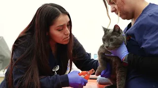 Introducing the Carson Community Veterinary Clinic by Kathy Taggares