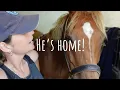 Download Lagu THE HUNT HORSES CAME HOME!