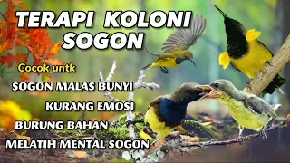 Download Simulasi koloni SOGON untuk terapi SOGON malas bunyi dan menaikan emosi SOGON #terapisogon MP3