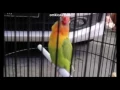 Download Lagu Video ngekek panjang lovebird kusumo 1 menit lebih milik h sigit wmp