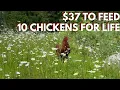 How to Feed Chickens Without The Feed Store Growing Grains and Hunting