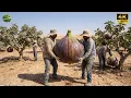 Lagu The Desert Fig Miracle – Harvesting Sweet Fruit from Trees Rooted in Cracked Earth