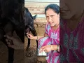 Download Lagu #Process for milk milking🐐🔥#youtube #sorts
