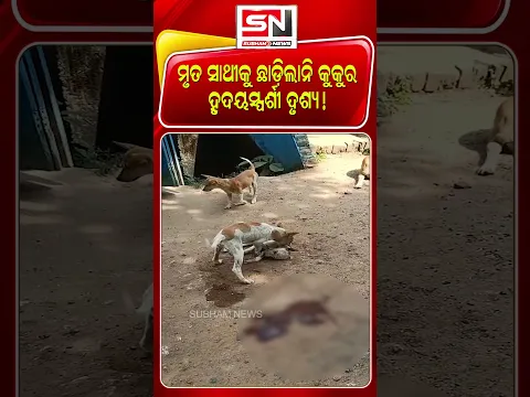 ଶେଷ ନିଃଶ୍ୱାସ ପର୍ଯ୍ୟନ୍ତ ସାଥୀ! ମୃତ ସାଙ୍ଗକୁ ଛାଡ଼ି ଗଲାନି କୁକୁର, ଦେଖିଲେ ଆଖିରେ ଆସିଯିବ ଲୁହ | SUBHAM NEWS