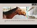 What Is A Salt Lick