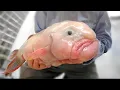Blobfish Is The UGLIEST Animal on Earth