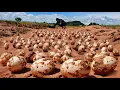 Wow unbelievable A farmer plows a field with a bulldozer and encounters many duck eggs in a field