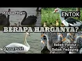 Download Lagu HARGA ENTOK, ANGSA HITAM PUTIH DAN BEBEK 2020