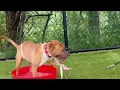 Meet Flint a Mixed Breed Large over 44 lbs fully grown currently available for adoption 2026