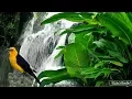 Download Lagu Beautiful Birds Singing in the Mountains, Gentle Water Stream Sounds, Soothing Forest Sounds