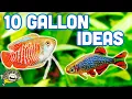 The BEST Ideas for your 10 Gallon Aquarium