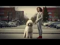 Poodle vs Cockapoo Comparing the Breeds