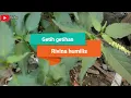 BENEFITS OF BLOODBERRY FOR HEALTH ‼️ Rivina humilis #Rivinahumilis Blood berry | CORAL BERRY