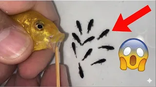 Rare Moment! Yellow Princess Cichlid Reproduction in Aquarium 😲🐟