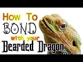 How To Bond With Your Bearded Dragon