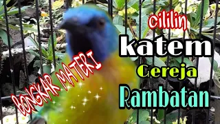 kinoi bongkar isian cililin kapas tembak gereja tarung rambatan