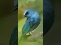Download Lagu #angry #birds #background #youtube #download #mp3
