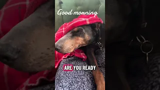 Good morning.. #fyp #dream #doberman #pets #vlog