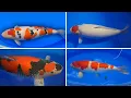 Download Lagu The Best Koi Fish in the World 2023! **All Categories**