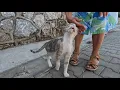 Download Lagu Mooie zwerfkat probeert mijn hart te veroveren met haar kleine liefdessprongetjes