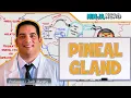 Endocrinology Pineal Gland