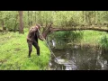 Download Lagu GROTE MODDERKRUIPER IN DE OEVERLANDEN