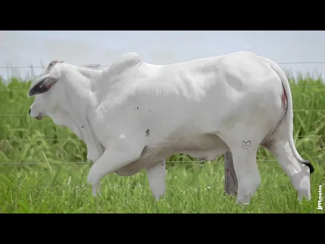 Novilha Nelore MMAR - 4821