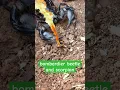 Download Lagu Bombardier beetle defends itself against giant scorpion 😱 | Tropical Forest Bees #scorpion