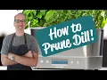 Lagu How to Prune Dill | AeroGarden Harvest Elite Review | Day 26
