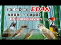 Download Lagu Tembakan Kasar Masteran Kompilasi Mewah Untuk Semua Jenis Burung Cucak ijo, Murai batu