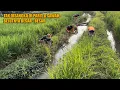 Download Lagu DISINI EMANG BEDA, MESKI BELUT SAWAH TAPI UKURANYA BESAR - BESAR