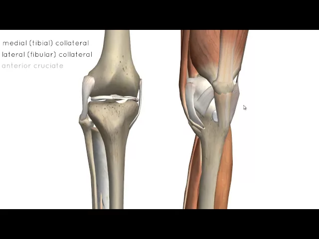 Knee Joint - Part 2 - 3D Anatomy Tutorial