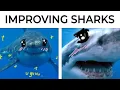 Shark Memes