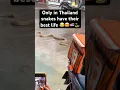 Download Lagu Only in Thailand snakes have their best life 😂😍🇹🇭🐍#shorts #funny #bangkok